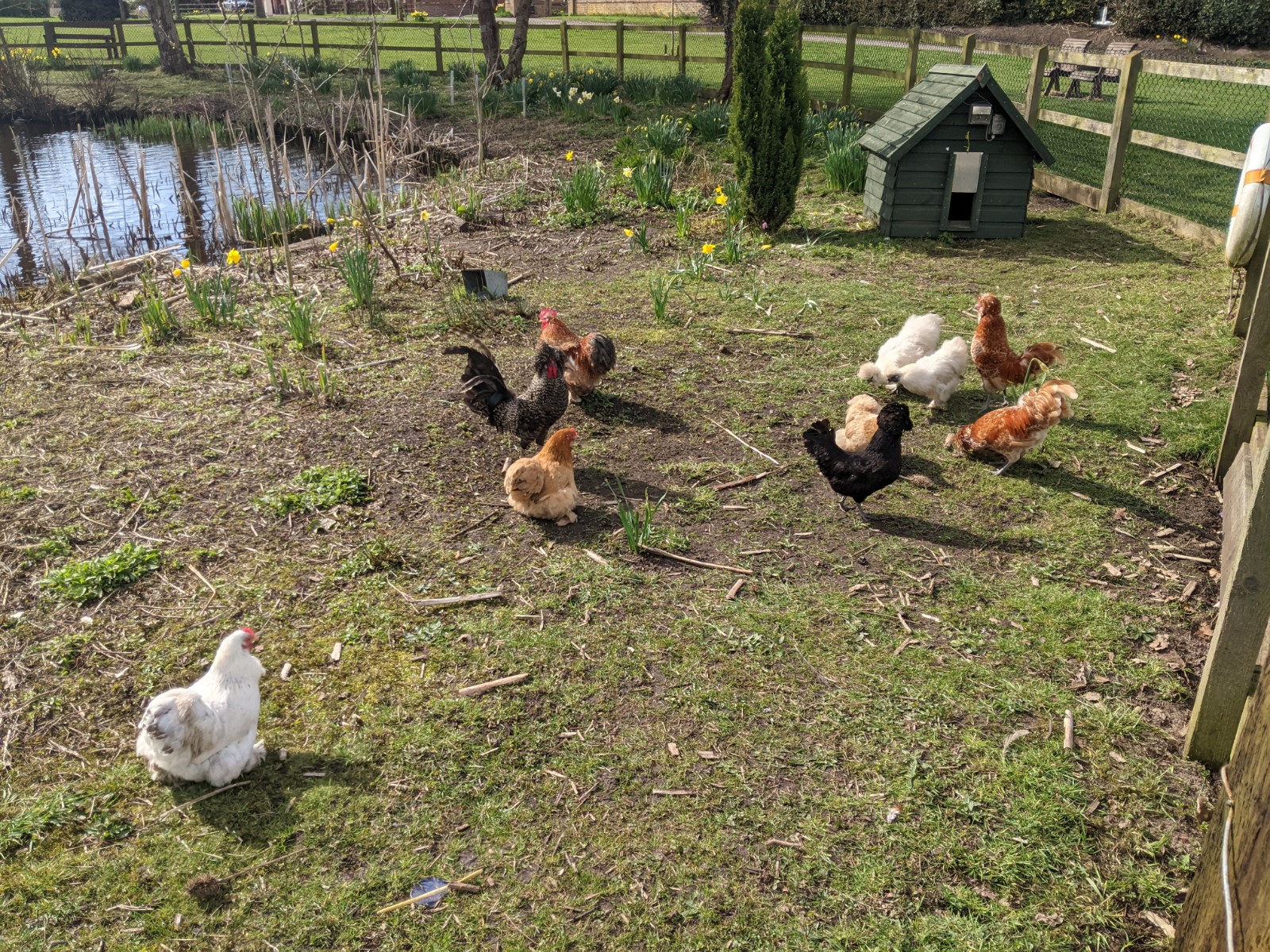 Return of the chickens, March 27th